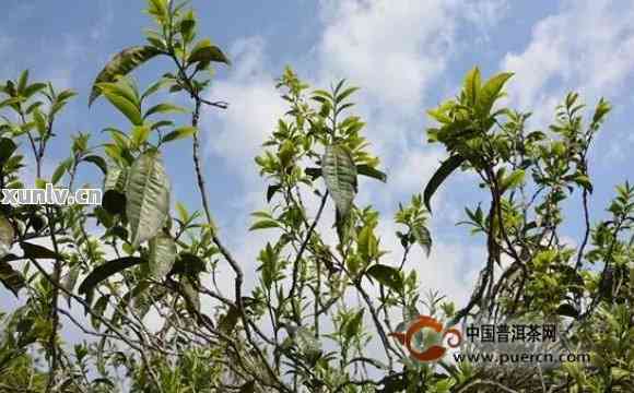 藤条王普洱茶是什么茶？口感，生茶属于什么茶？藤条普洱茶和树种解析