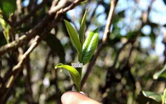 藤条王普洱茶是什么茶？口感，生茶属于什么茶？藤条普洱茶和树种解析