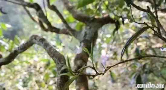 藤条王普洱茶是什么茶？口感，生茶属于什么茶？藤条普洱茶和树种解析