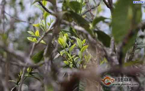 藤条王普洱茶是什么茶？口感，生茶属于什么茶？藤条普洱茶和树种解析