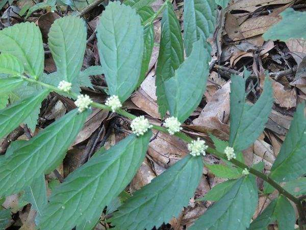 翠莲草的药用价值：抗炎、抗菌与调节免疫的综合作用