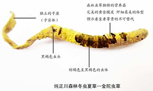 翠莲草的药用价值：抗炎、抗菌与调节免疫的综合作用