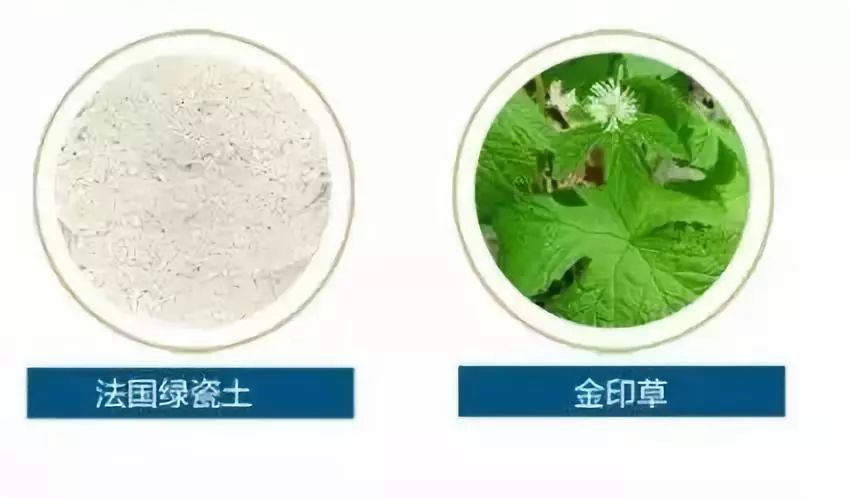 翠莲草的药用价值：抗炎、抗菌与调节免疫的综合作用