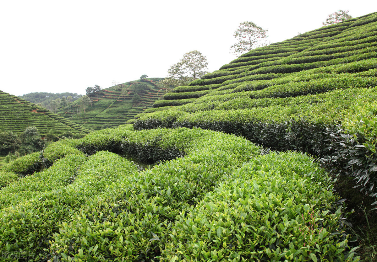 全面解析普洱茶：从品种、产地到品质，一次搞定上好的普洱茶是什么茶