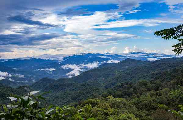 普洱茶名山名寨：特点解析与鉴，深入了解茶叶的产地、工艺和口感差异