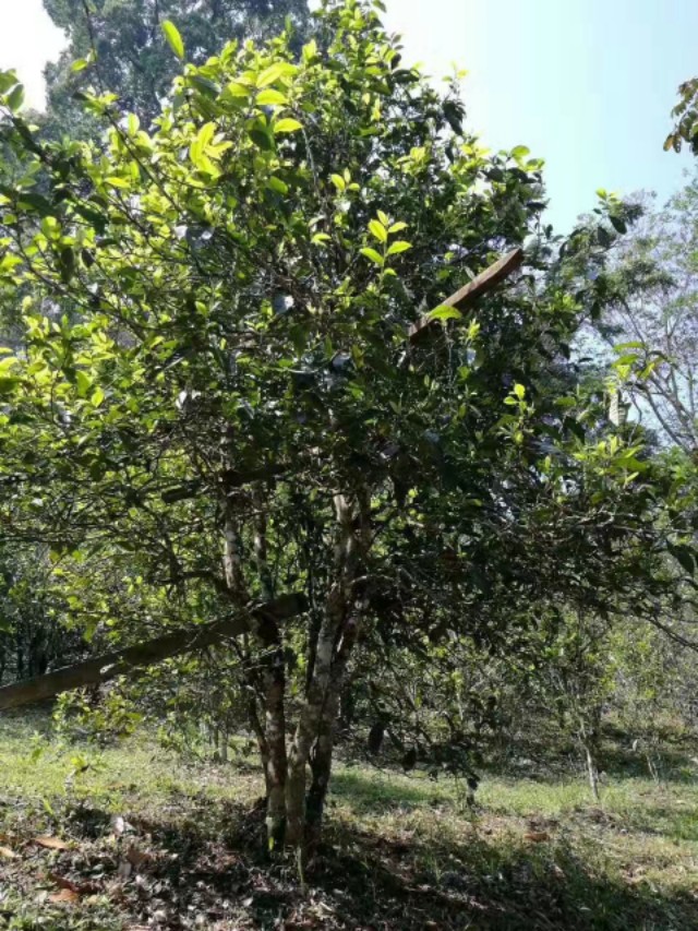 中茶薄荷塘普洱茶价格2020: 薄荷塘普洱茶属于哪个茶山？