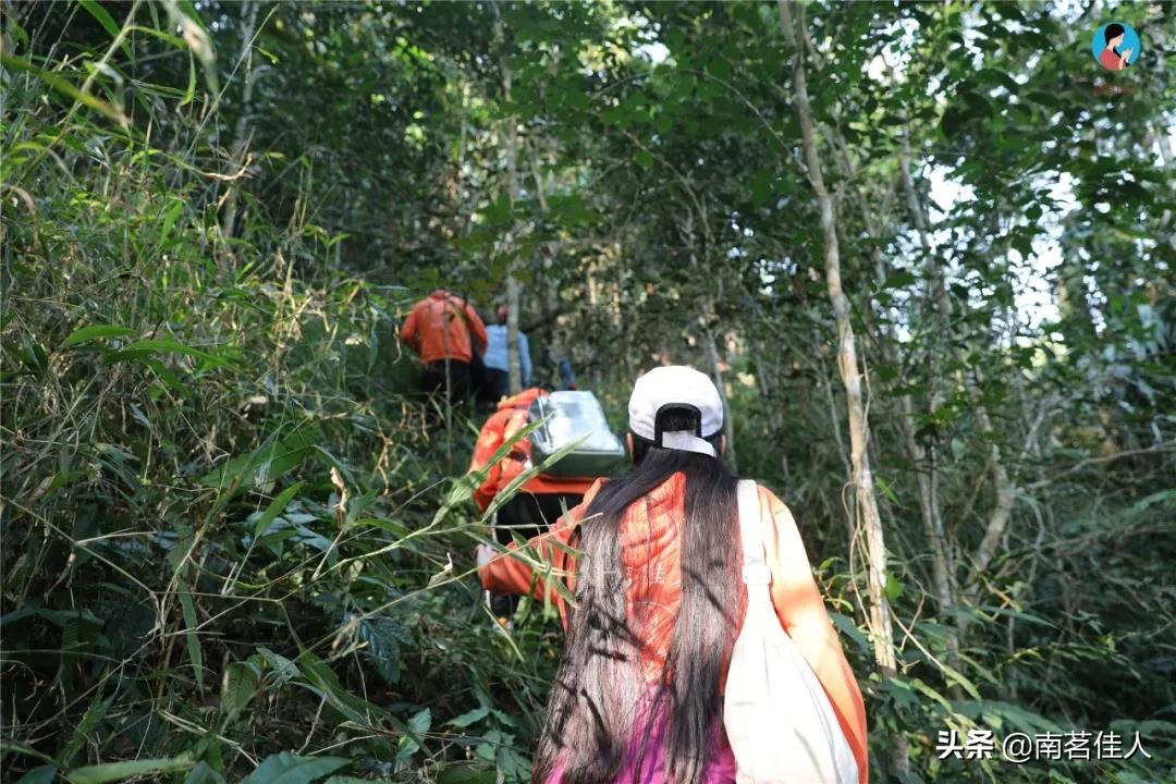 中茶薄荷塘普洱茶价格2020: 薄荷塘普洱茶属于哪个茶山？