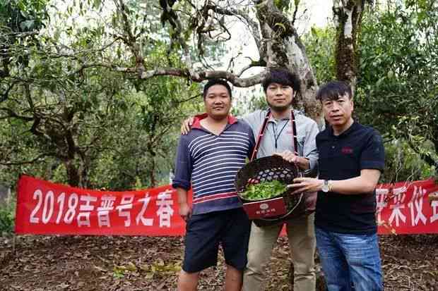 吉普号普洱茶古树山头：品种、产地、品质、制作工艺及品鉴方法全面解析