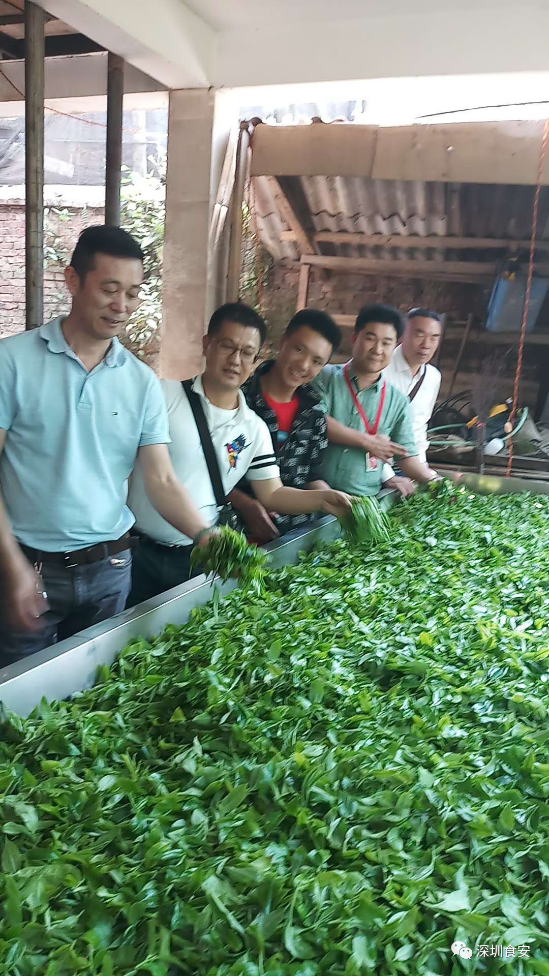 版纳风情普洱茶支：探索云南古树茶的魅力与文化，品味地道风味