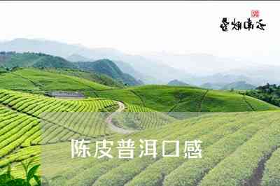 普洱茶两大类：黑茶与白茶的异同比较分析