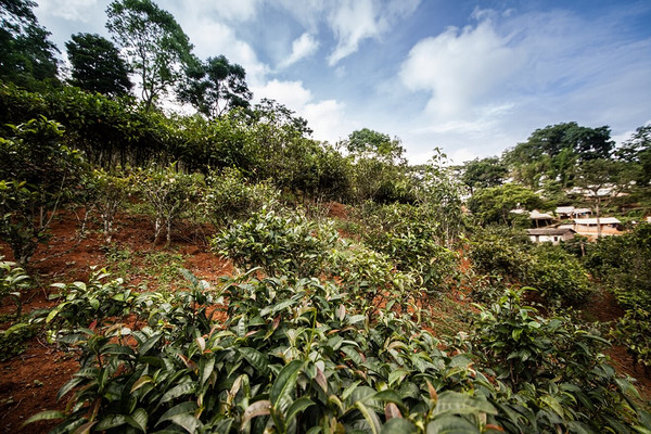 易武山野生茶：勐海茶叶制品、特级品、大茶树等