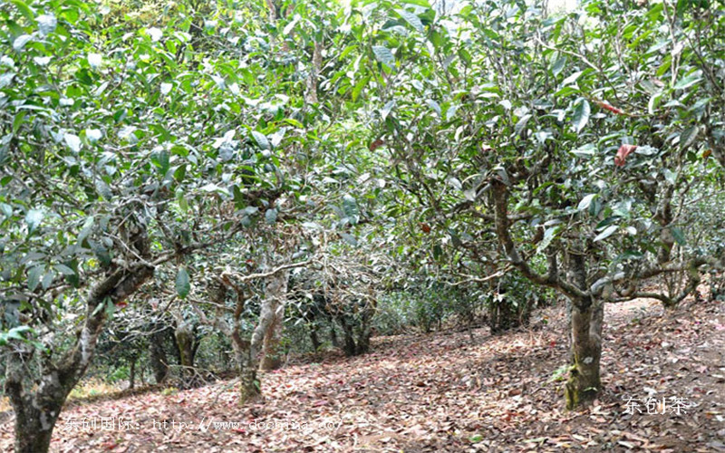 新 '十大经典普洱茶，品尝韵味足的古树茶'