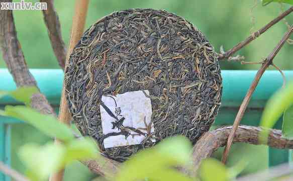 怎么给普洱茶选肥料呢