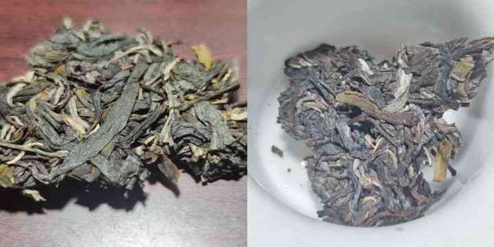 种普洱茶审批条件全解析：现在种植普洱茶需要什么条件？