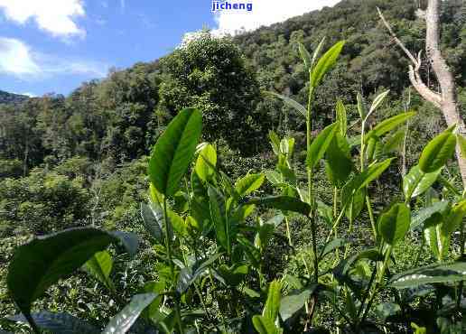 种普洱茶的全面指南：所需条件、土要求、种植技巧和收获方法