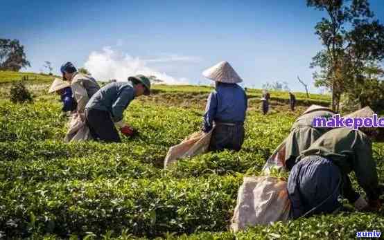 种普洱茶的全面指南：所需条件、土要求、种植技巧和收获方法