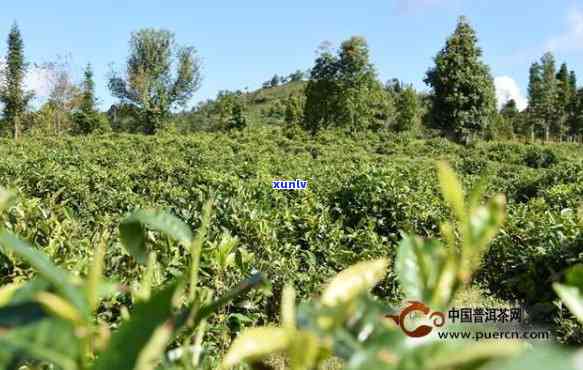 种普洱茶的全面指南：所需条件、土要求、种植技巧和收获方法