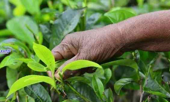 种普洱茶的全面指南：所需条件、土要求、种植技巧和收获方法