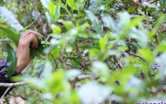 种普洱茶的全面指南：所需条件、土要求、种植技巧和收获方法