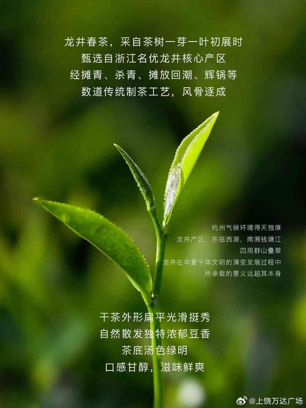 生态绿茶万年春，引领健生活新潮流