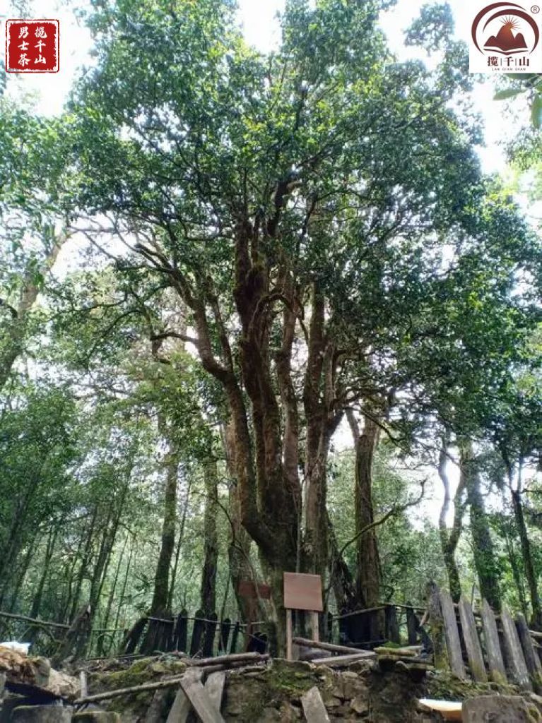 澜沧江普洱茶价格大全：了解各种和等级茶叶的价格信息，助你轻松选购