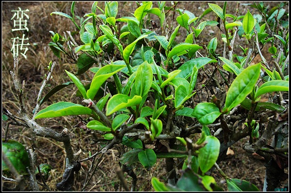 云南普洱茶的种植环境和地点：探究中国普洱茶的核心产地