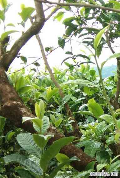 大树普洱茶药用价值与功效，多少钱一斤？探究其全面价值