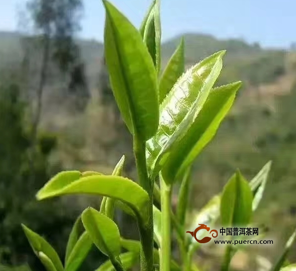 绿大树普洱茶的传奇：探寻其起源与发展历程