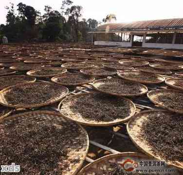 普洱茶洒水：一种神秘的转化过程，揭示其独特的魅力与风味