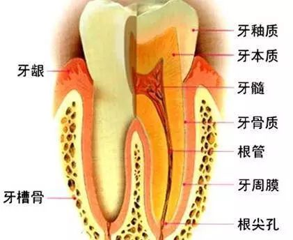 普洱茶对牙龈出血的影响：原因、解决方法与预防措