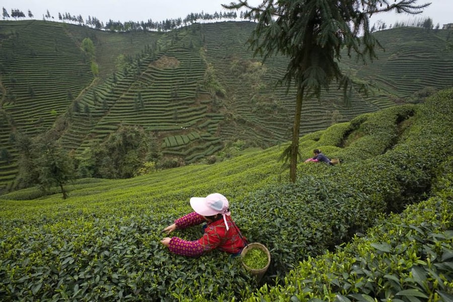 云南茶马古道茶叶公司：传承千年古道文化，打造越品质茶叶