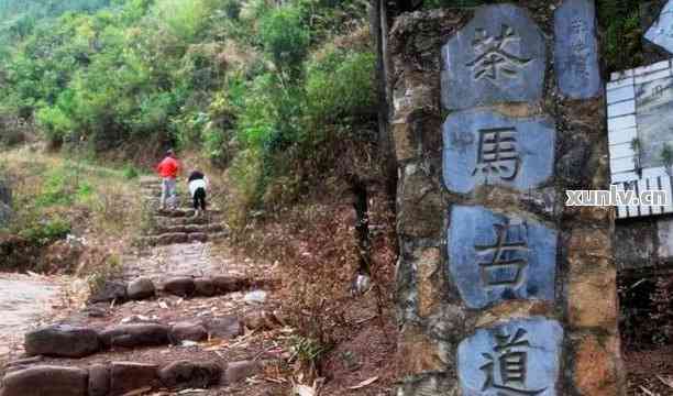 云南普洱茶马古道：探寻千年茶文化之旅