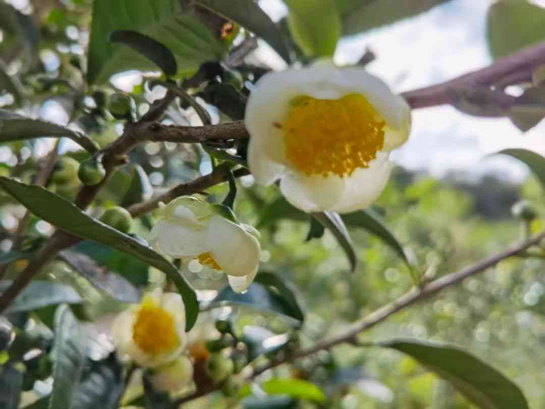 沉浸冲泡普洱茶的好处