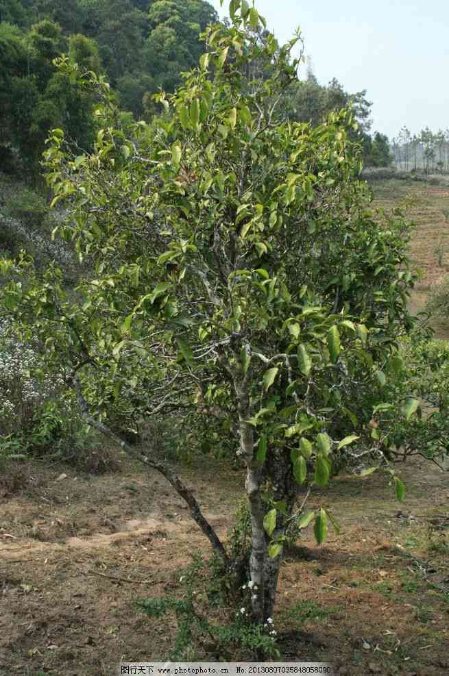 普洱茶拆散后的有效存方法：如何确保茶叶品质和保存期限？