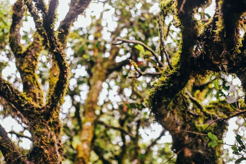 全面解读：探索不同山头普洱茶之间的差异及其特点