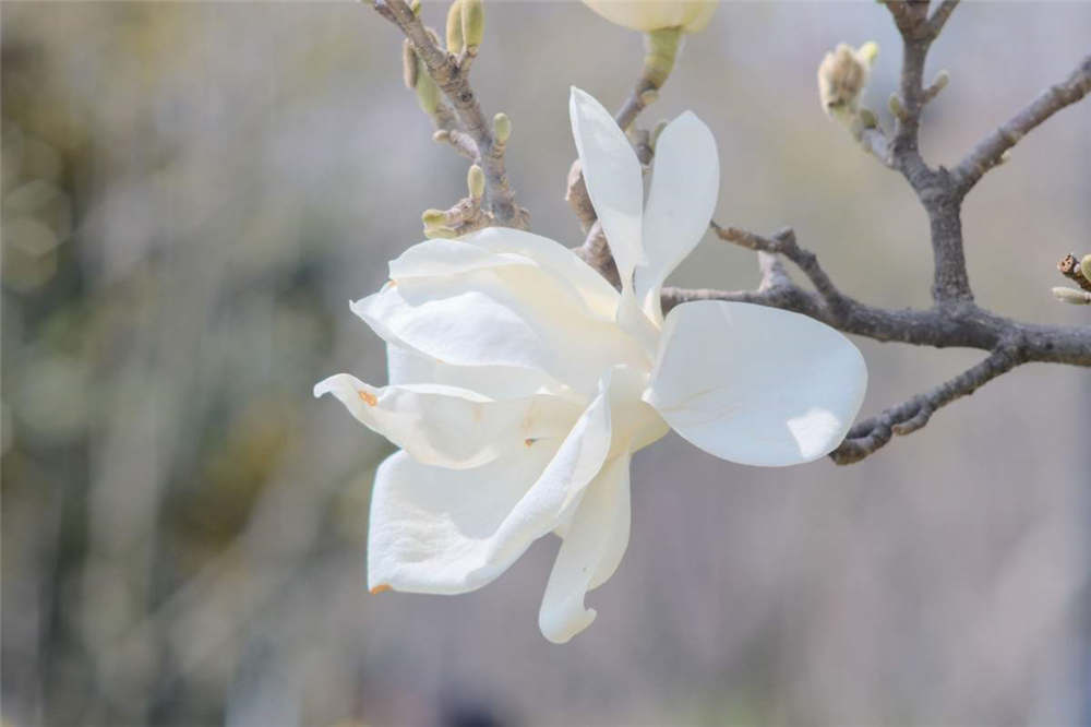 和田玉兰花的寓意与象征：典雅高洁，寓意美好。