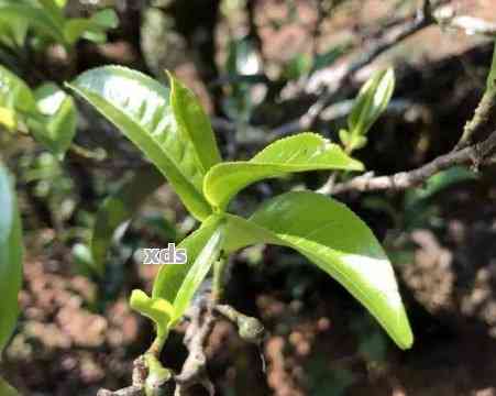 江城普洱茶：源自哪个独特的茶区？探究其产地特色与文化底蕴