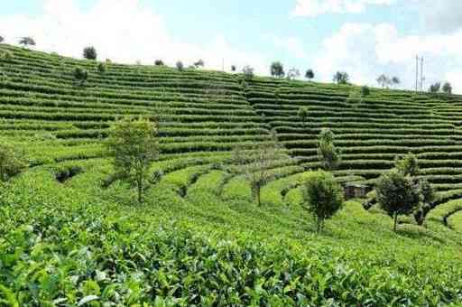 云茶科技普洱茶：台地茶与古树茶的鉴别与比较，哪种更适合您？