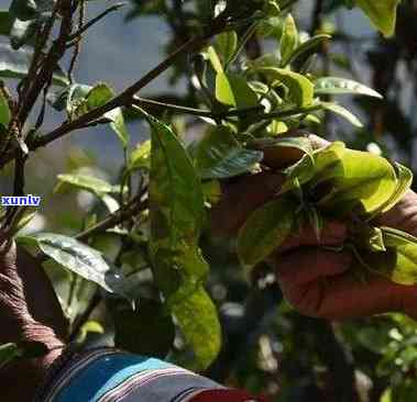 普洱茶制作时间：从种植到成品的全过程详解