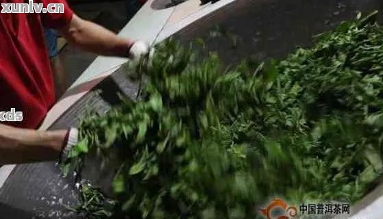 探究普洱茶制作的精妙工艺：从采摘到压制的详细步骤与技巧