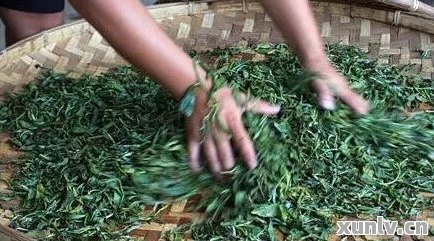 探究普洱茶制作的精妙工艺：从采摘到压制的详细步骤与技巧