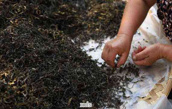 探究普洱茶制作的精妙工艺：从采摘到压制的详细步骤与技巧