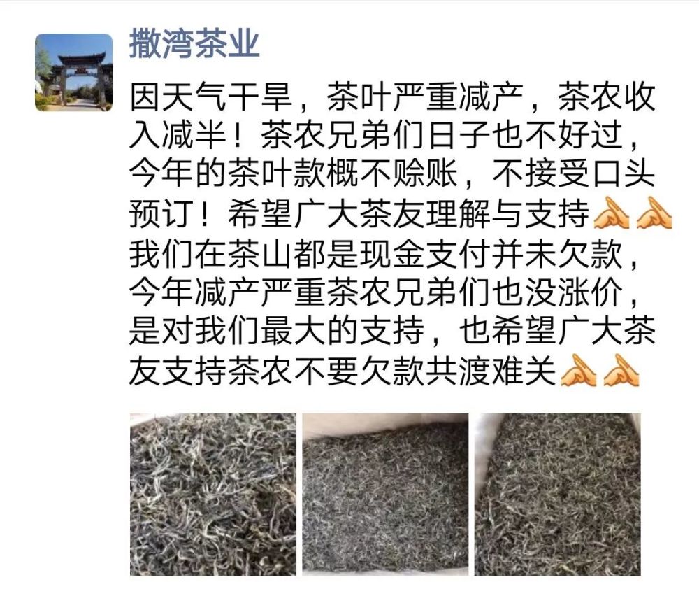 2023年云南普洱茶干旱减产：干旱影响下的产量变化