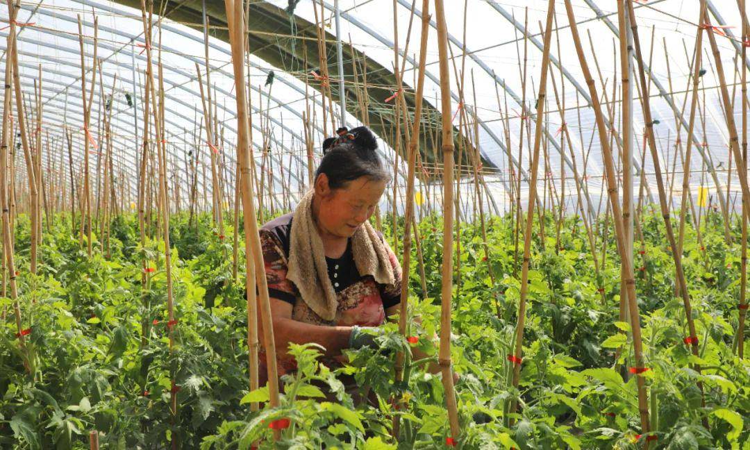 鹏程茶厂：从种植到生产的全方位解答与体验