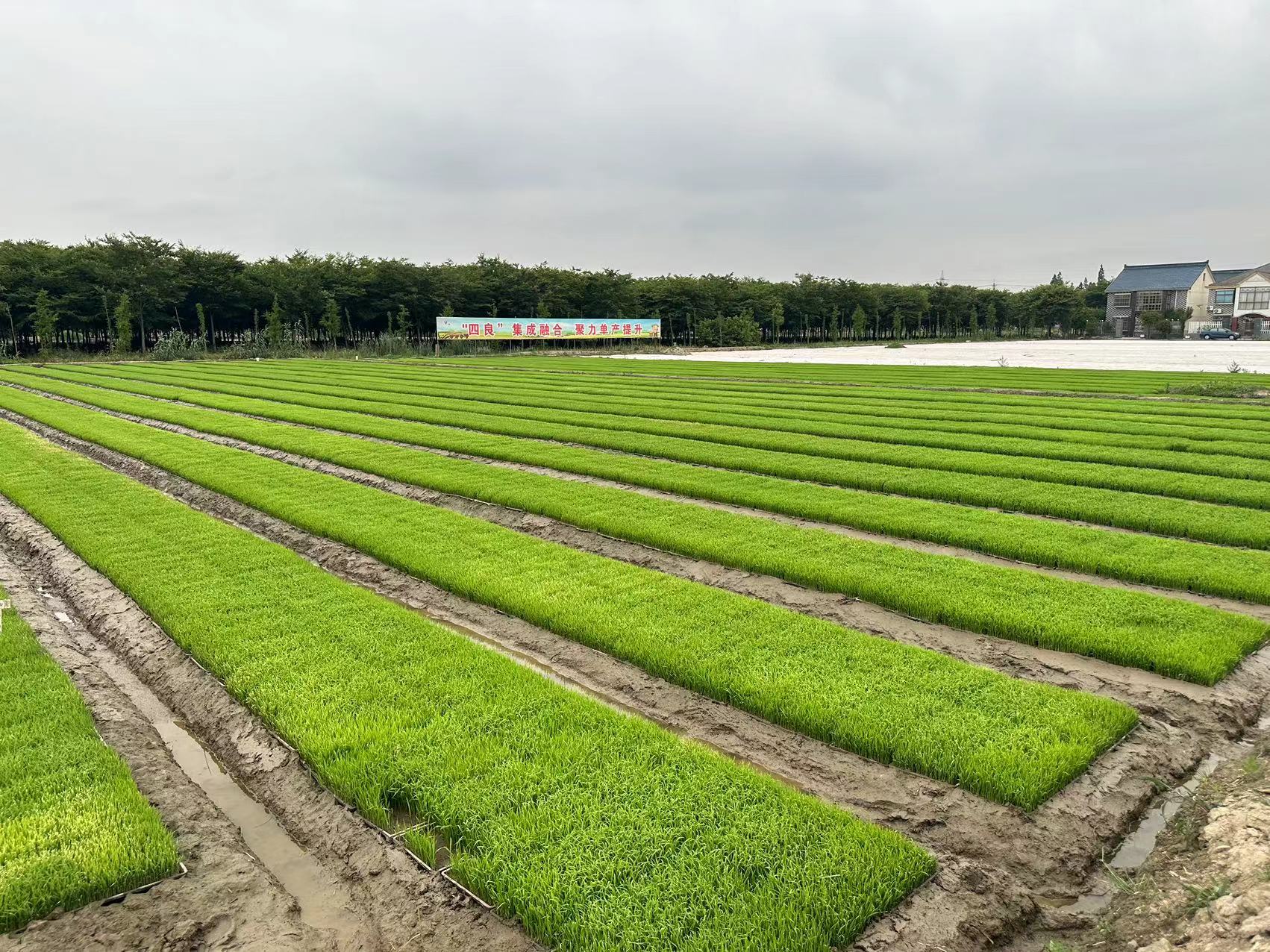 鹏程茶厂：从种植到生产的全方位解答与体验