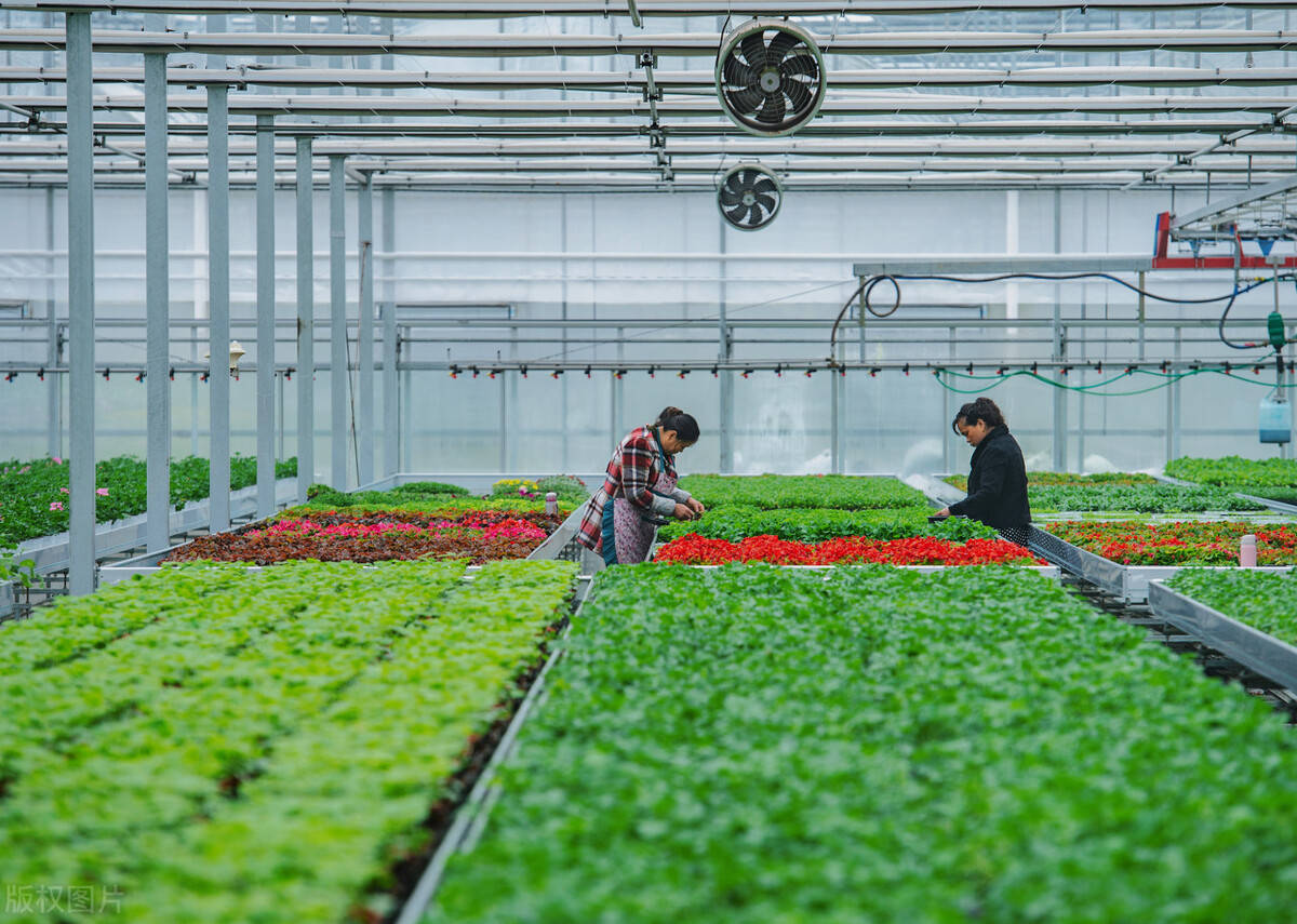 鹏程茶厂：从种植到生产的全方位解答与体验