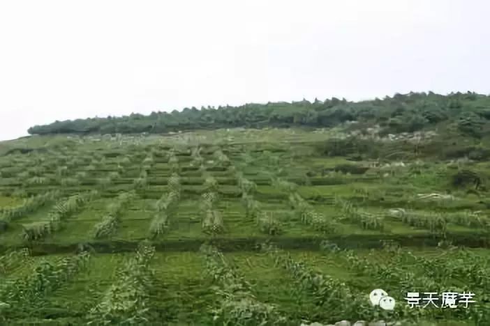 鹏程茶厂：从种植到生产的全方位解答与体验