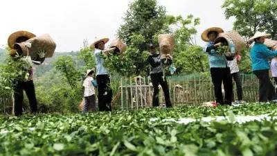 绿叶之下：探寻田园茶厂的历与文化底蕴