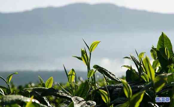 普洱茶源头追茶是什么茶：探讨普洱茶的起源与品种