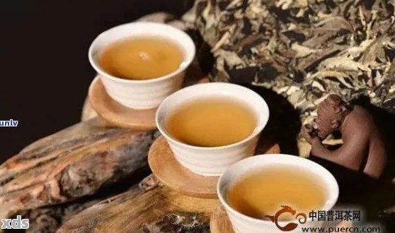 探索普洱茶野生古茶：种类、品质、功效与冲泡方法全面解析